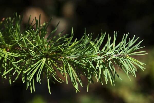 Modřín japonský (Larix kaempferi)