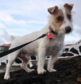 Category:Jack Russell Terrier - Wikimedia Commons
