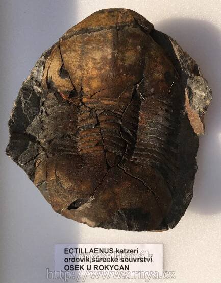 Zkameněliny | 7.PALEOTABULE-TRILOBITI SVĚT 2 | Arnošt Hanák