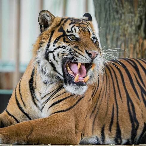 Achilles si na nové prostředí teprve zvyká. Jeho adaptace sice probíhá pozvolně, avšak klidně. Foto Petr Hamerník, Zoo Praha