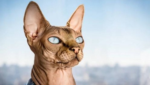 Sphynx je kočka s jedinečným vzhledem a kamarádskou povahou