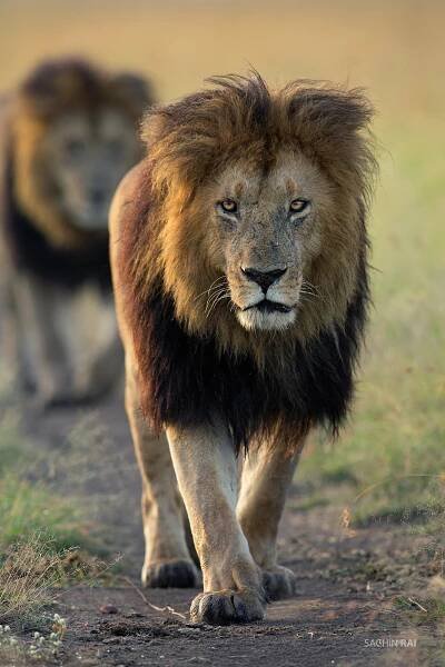This male lion in its prime, was on a morning stroll and was being followed by his brother.