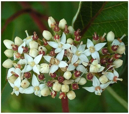Soubor:Cornus alba 05 ies.jpg
