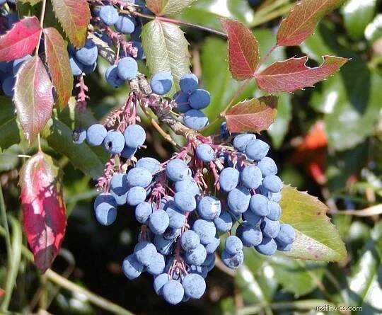 Mahonie cesmínolistá (Mahonia aquifolium)