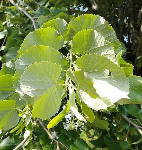 Tilia tomentosa 'Brabant'