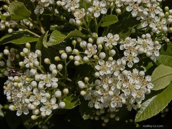 Hlohyně šarlatová Orange Glow (Pyracantha coccinea), květy, květenství