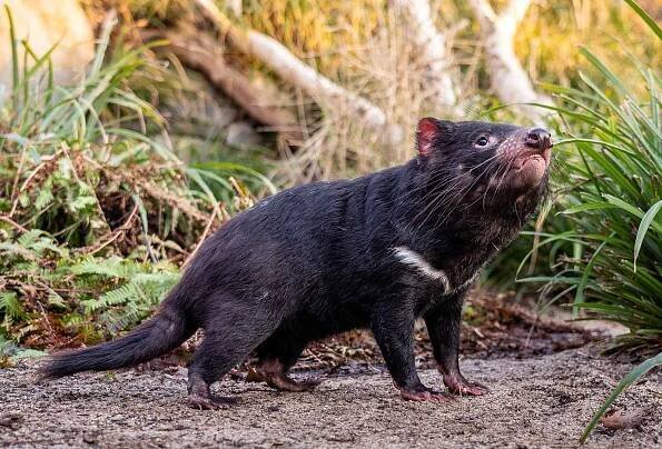 Zoo Praha představila nové tasmánské čerty - Life4you.cz