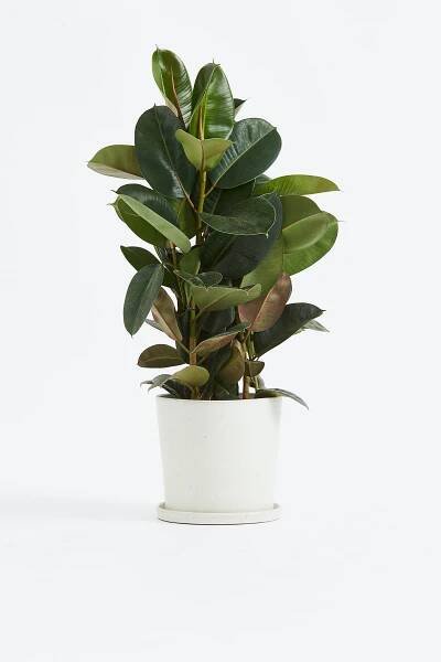 Ficus Elastica Robusta - H 75cm - 1