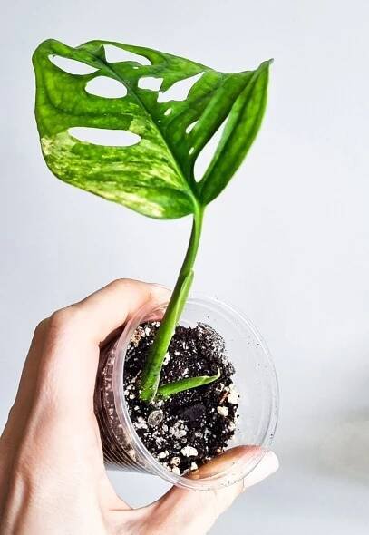Monstera alba variegata adansonii