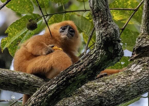 6D5N Borneo Big 5 Wildlife Safari Tour Package | Borneo Eco Tours