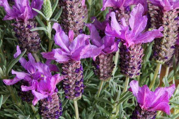 Levandule korunkatá (Lavandula stoechas) 