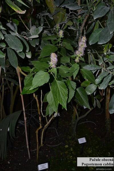 Pačule obecná (Pogostemon cablin)