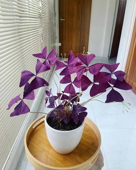 Oxalis Triangularis instagram @plantbae.my