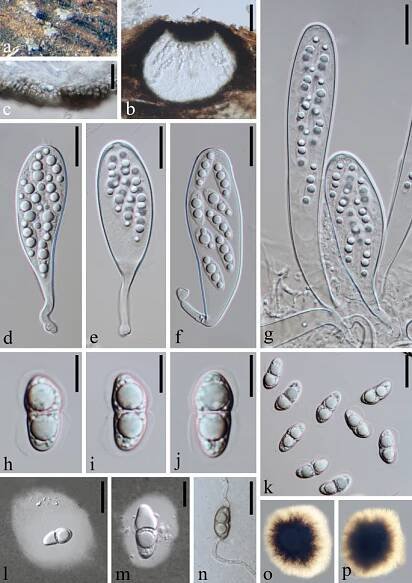 figure 63