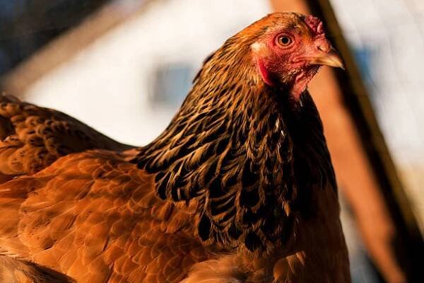 buff brahma slepice - brahmánka bantamka - stock snímky, obrázky a fotky