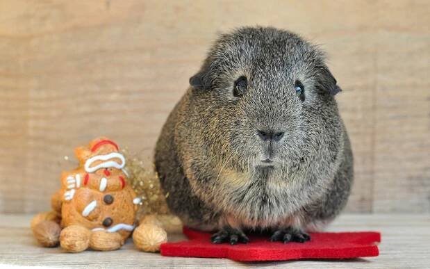 Fröhliche Weihnachten