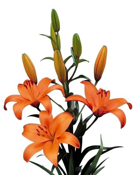 Lilium - lilie