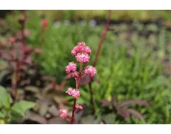 Rodgersie 'Bronze Peacock' - Rodgersia 'Bronze Peacock' Květník o průměru 11 cm