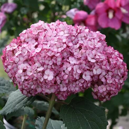 Hydrangea INVINCIBELLE MINI MAUVETTE - Buy Hydrangea Smooth Shrubs Online