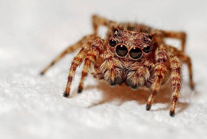 Většina pavouků má osm očí