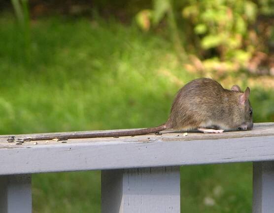 Krysa obecná (Rattus rattus). - klikněte pro zobrazení detailu