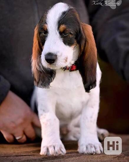 Velký hrubosrstý vendéeský basset - prodej - foto 1