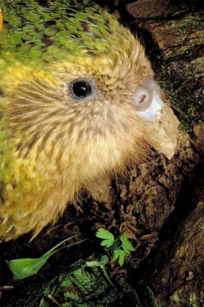 Strigops habroptilus - kakapo photos