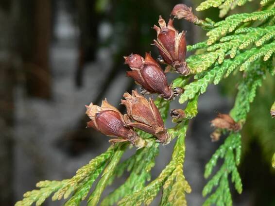 File:Thuja plicata 43569.JPG - Wikimedia Commons