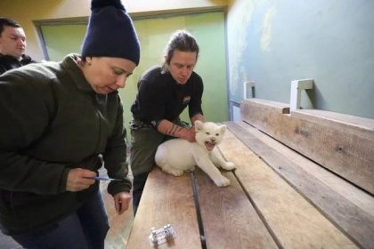 Velký tahák v zoo Hodonín: Smetanově bílé lví rošťandy už okukují fanoušci