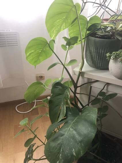 Panašovaná Monstera - slowplant