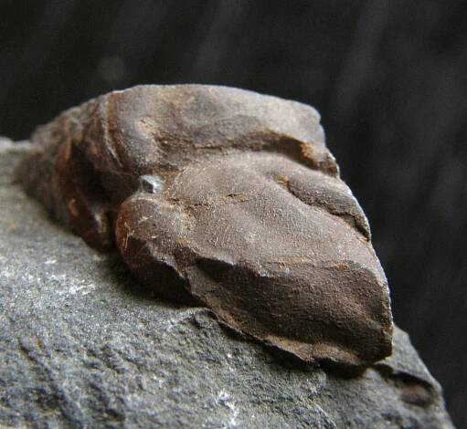Části kambrických trilobitů - sada menších vzorků - Biskoupky - Sběratelství