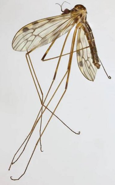 Limonia flavipes - Wikipedia