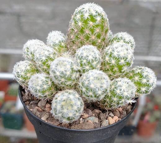 Pelecyphora leei SB397
