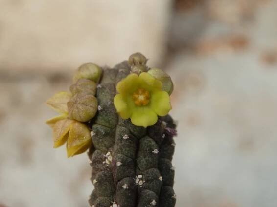 Echidnopsis Cereiformis MC COY ERT A3 (yellow flower)
