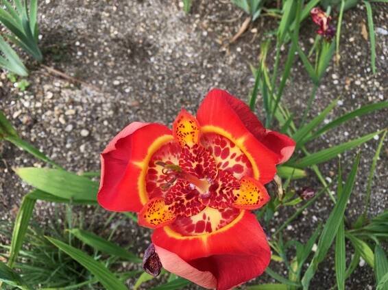 Tigridia pavonia