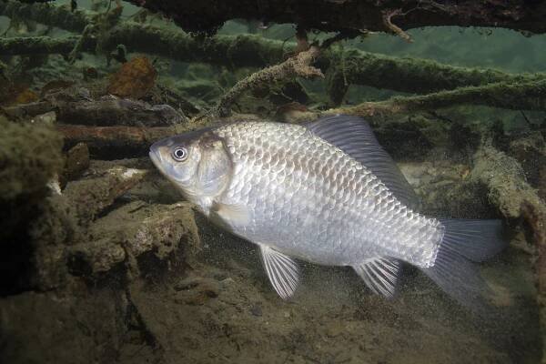 Karas stříbrný (Carassius auratus) – Rostislav Stefanek / Shutterstock