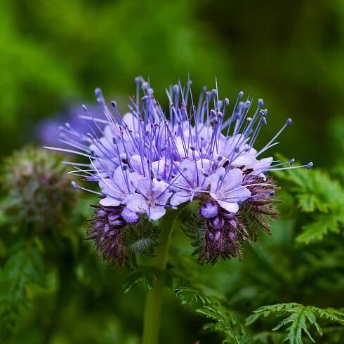 Svazenka vratičolistá – Phacelia tanacetifolia – prodej semen svazenky