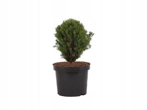 Zerav západní 'Teddy' (Thuja occidentalis) – sazenice 10 – 15 cm Rostlina v podobě sazenice v nádobě 2–3 l