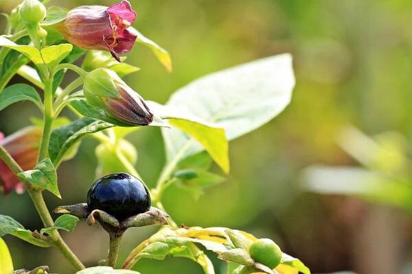 Rulík zlomocný(Atropa belladonna) po odkvětu vytváří černé bobule připomínající borůvky. Bobule a listy jsou prudce jedovaté vzhledem k vysokém obsahu alkaloidů, které utlumují srdeční činnost a způsobují zástavu dechu.