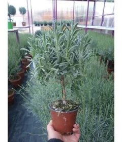 levandule-online.cz Lavandula angustifolia na kmínku - Lavandula angustifolia