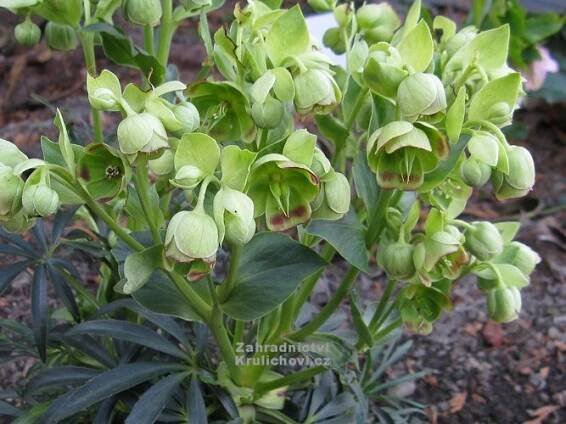 Helleborus foetidus - čemeřice smrdutá Zahradnictví Krulichovi - zahradnictví, květinářství, trvalky, skalničky, bylinky