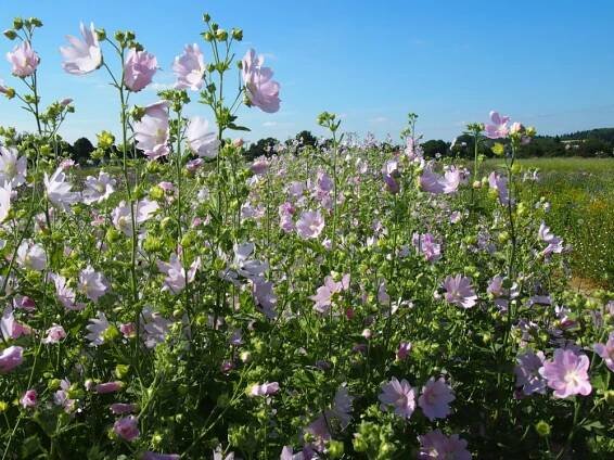 slézovité- MALVACEAE – PlantaNaturalis.com