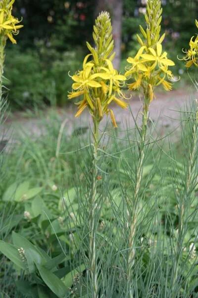 Botanická zahrada - Asphodeline lutea - kopíčko žluté