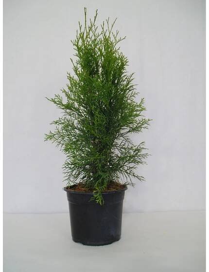 MONTANO Zerav západní (Thuja occidentalis) "Smaragd", pr. 17 cm nakoupit u OBI