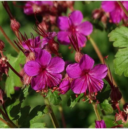 Geranium macrorrhizum CZAKOR - kakost