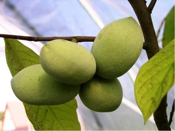 Asimina triloba PRIMA 1216®