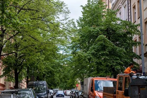 Podívejte se: Zeleň v Praze se rozšiřuje. V Praze 2 pokračuje výsadba stromů