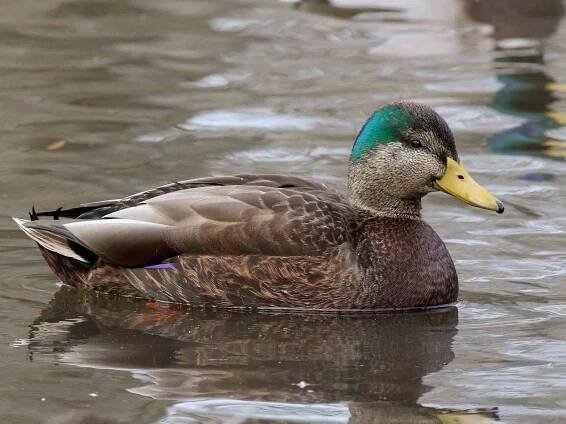 Male (hybrid with American Black Duck) - ML300206451