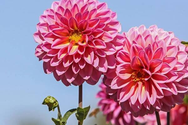 Dahlie (Dahlia): Sie gehört zu den beliebtesten Sommerzwiebelblumen.