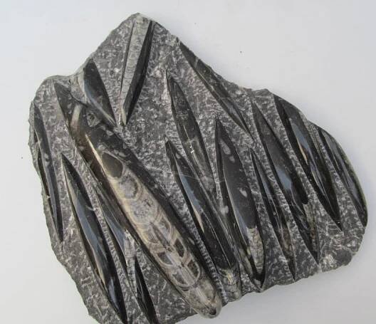 Orthoceras - deska 30  cm - Maroko - č.8